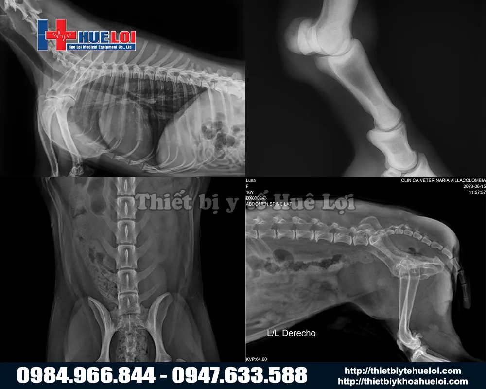 Phim chụp chẩn đoán của máy chụp x-quang thú y cố định