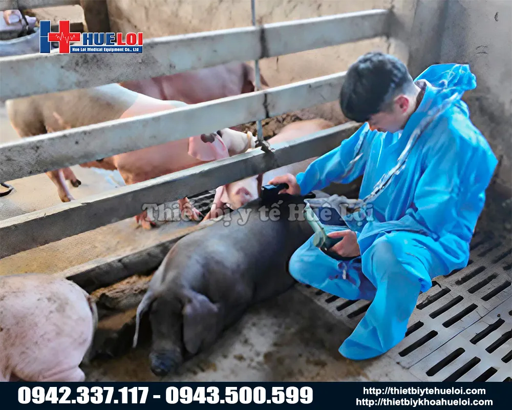 M&aacute;y si&ecirc;u &acirc;m chẩn đo&aacute;n thai ở lợn n&aacute;i di động