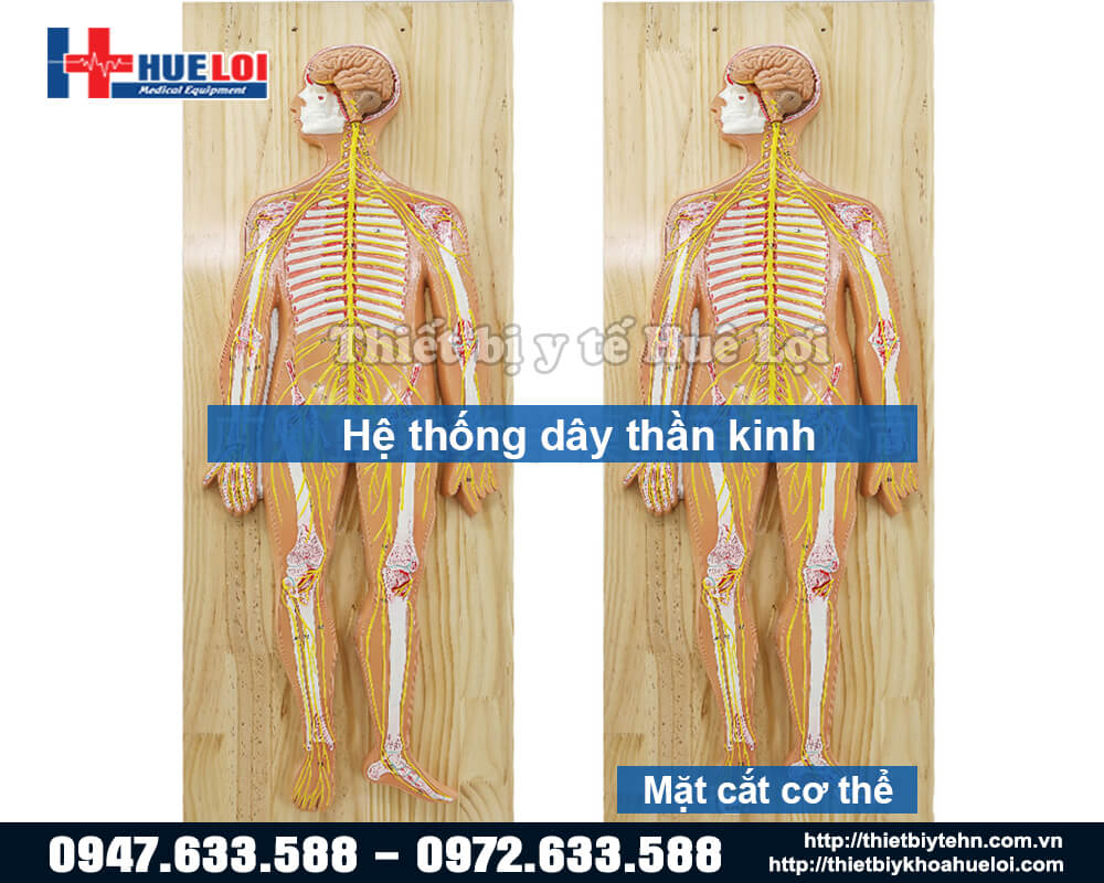 Mô hình giải phẫu hệ thần kinh