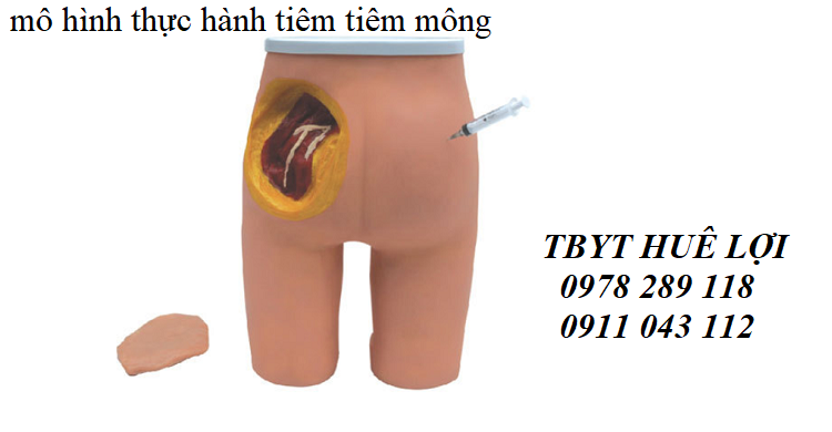 mô hình thực hành tiêm mông ( tiêm bắp sâu)