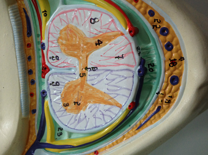 Mô hình giải phẫu đốt sống và tủy sống mặt cắt ngang
