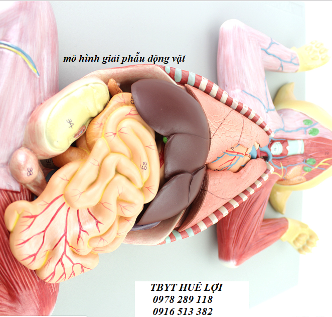 mô hình giải phẫu động vật