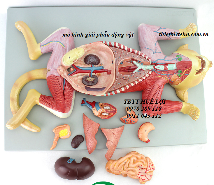 mô hình giải phẫu vật nuôi
