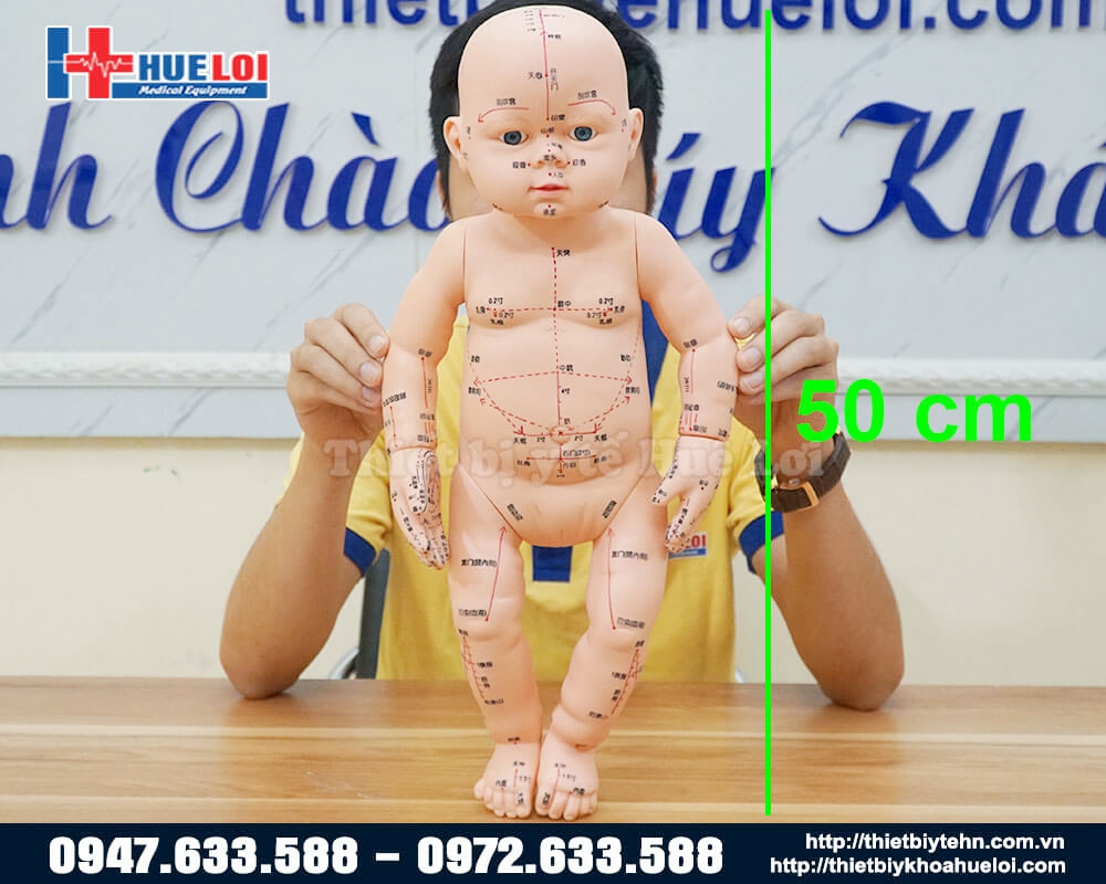 kích thước mô hình huyệt vị trẻ em