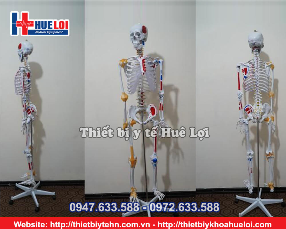 Mô hình xương người kèm rễ thần kinh và dây chằng quanh khớp (170cm)