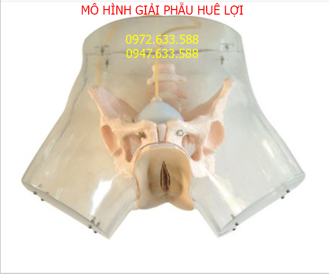 Mô hình thực hành Nạo - Phá thai cho các Bác sỹ Sản khoa