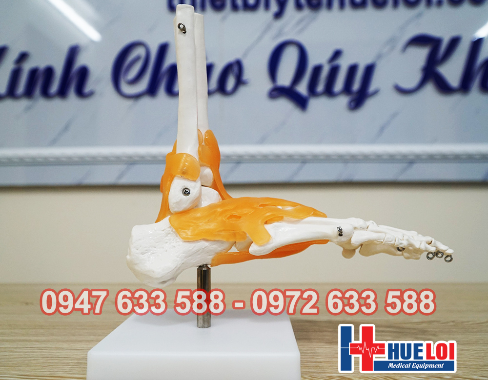 Mô hình xương cổ bàn chân có dây chằng quanh mắt cá