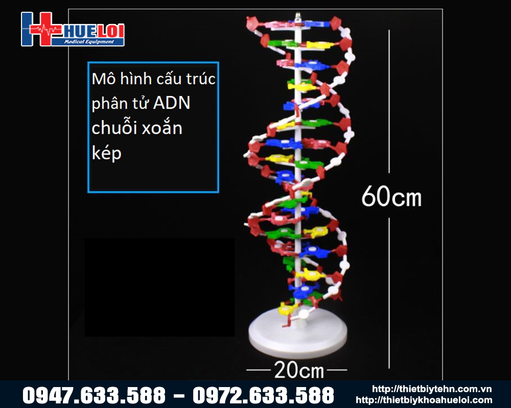 mo-hinh-cau-truc-khong-gian-adn