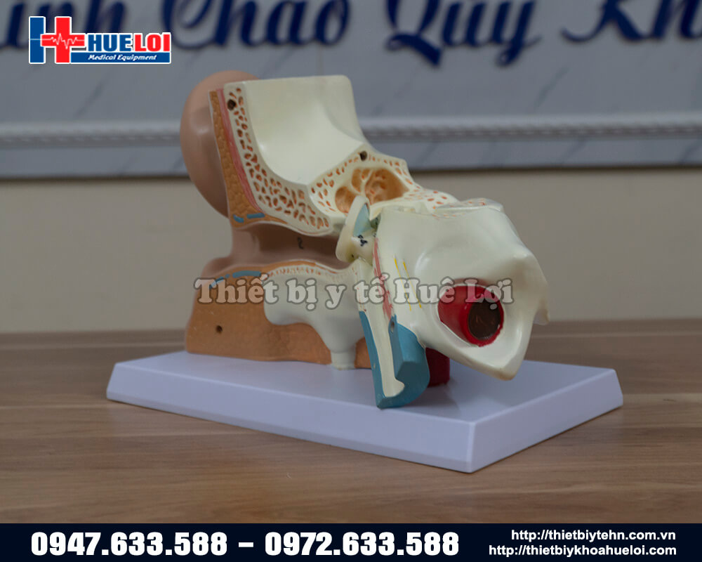 mô hình giải phẫu tai người 3d